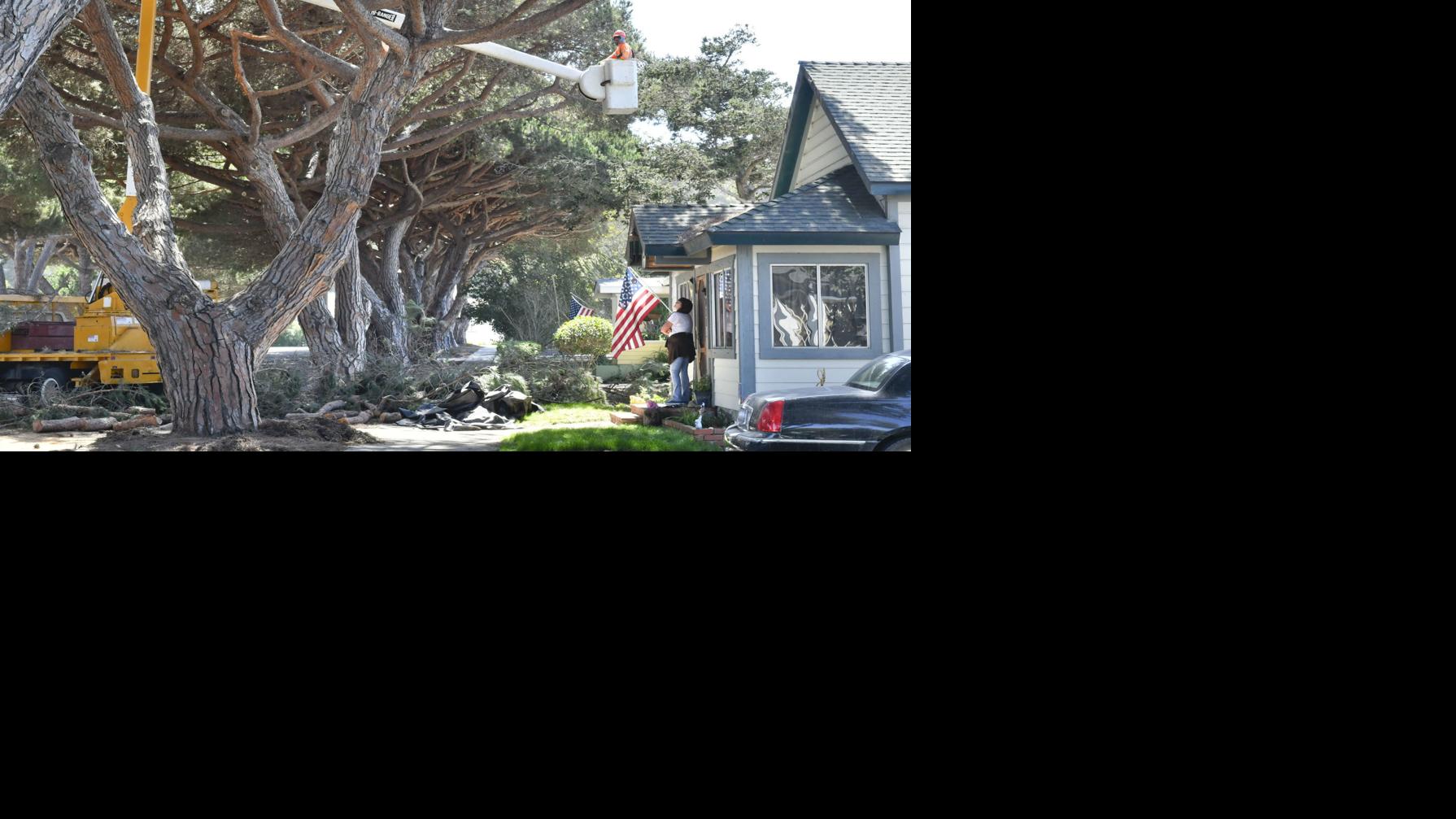 Fresh cut Lompoc's historic downtown stone pine trees getting a trim