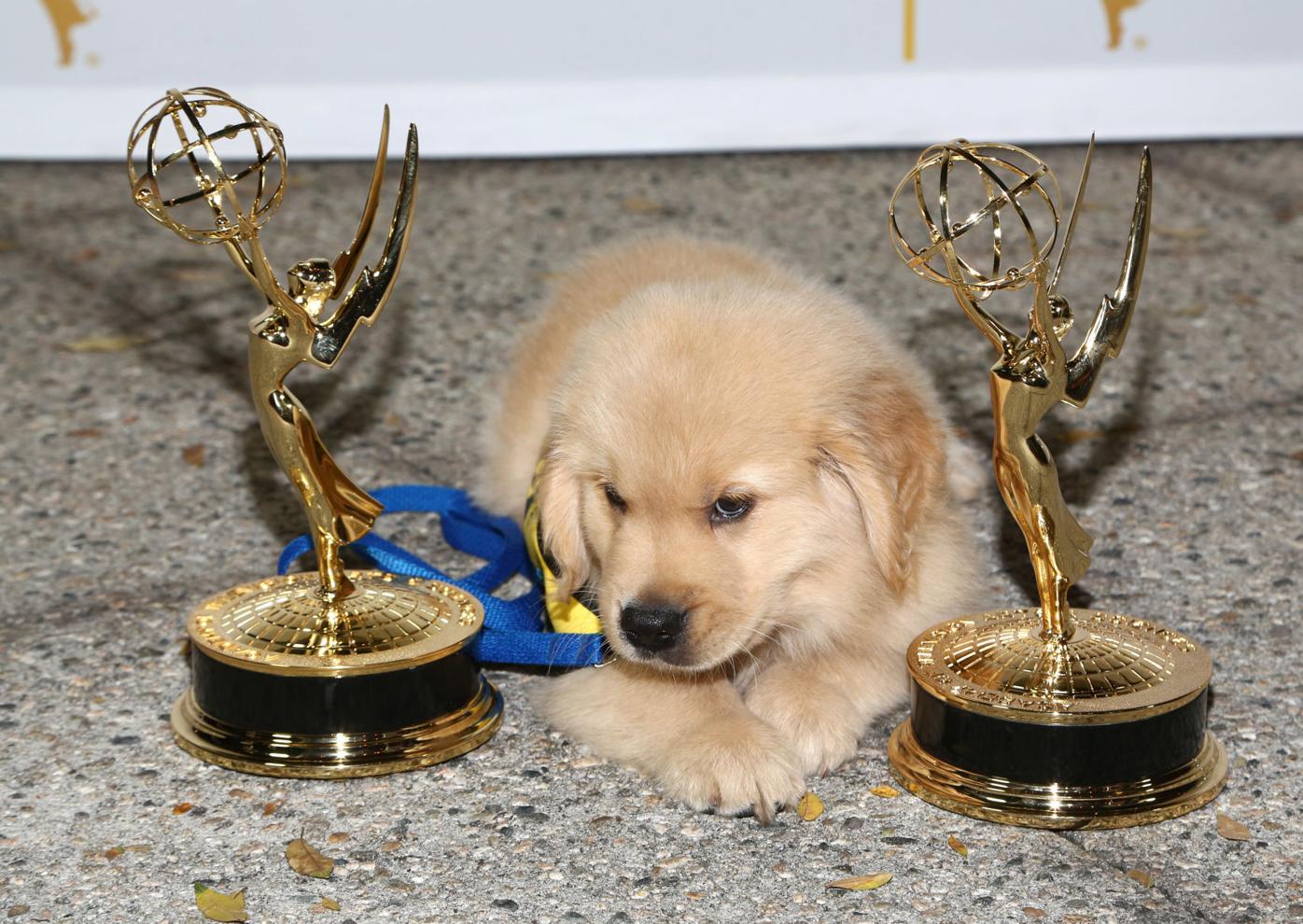 Golden Retriever puppy print by Maxim Images