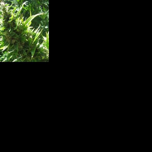 Santa Barbara County supervisors make cannabis qualified crop for ...
