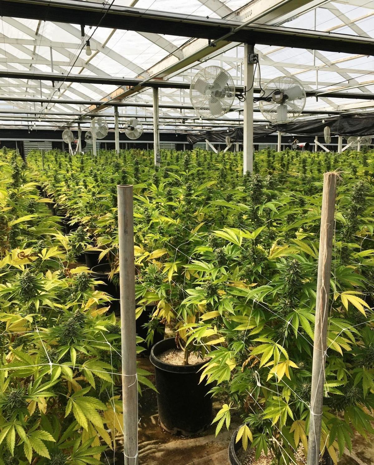 Sheriff S Office Raids Suspected Illegal Cannabis Grows In Lompoc Carpinteria Crime And Courts Lompocrecord Com