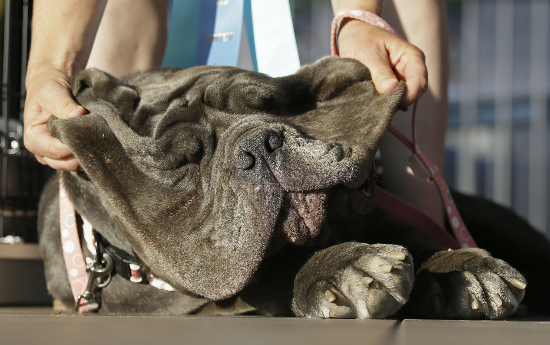 Ugliest dog in store the world 2017