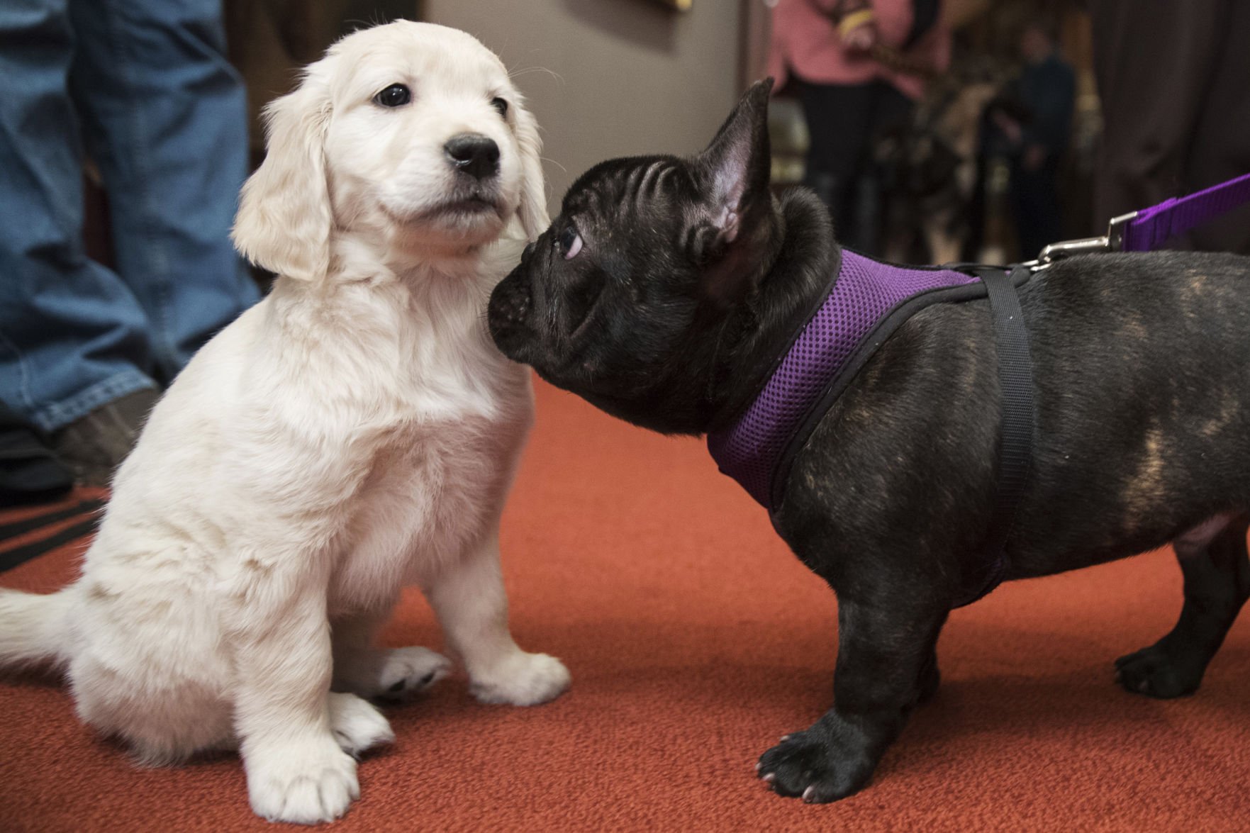 Golden retriever and french clearance bulldog