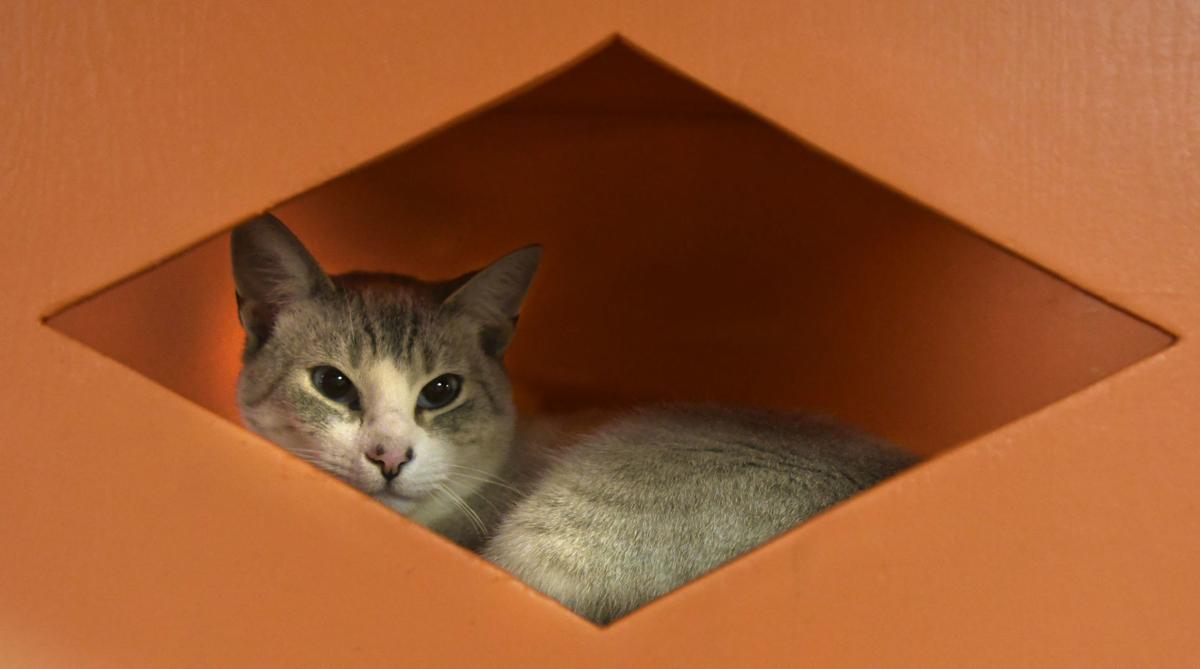 Local Animal Shelters To Waive Adoption Fees This Weekend For