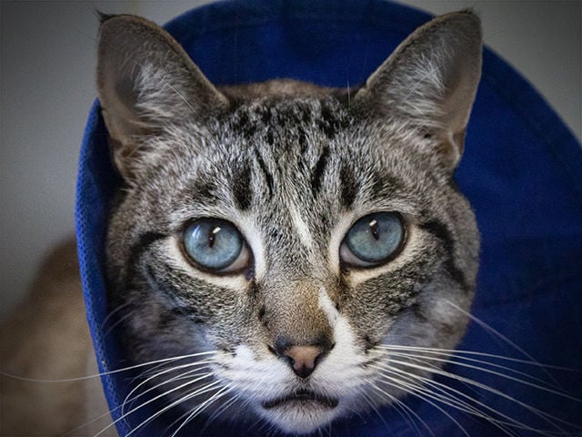 101520 Pet of the Week