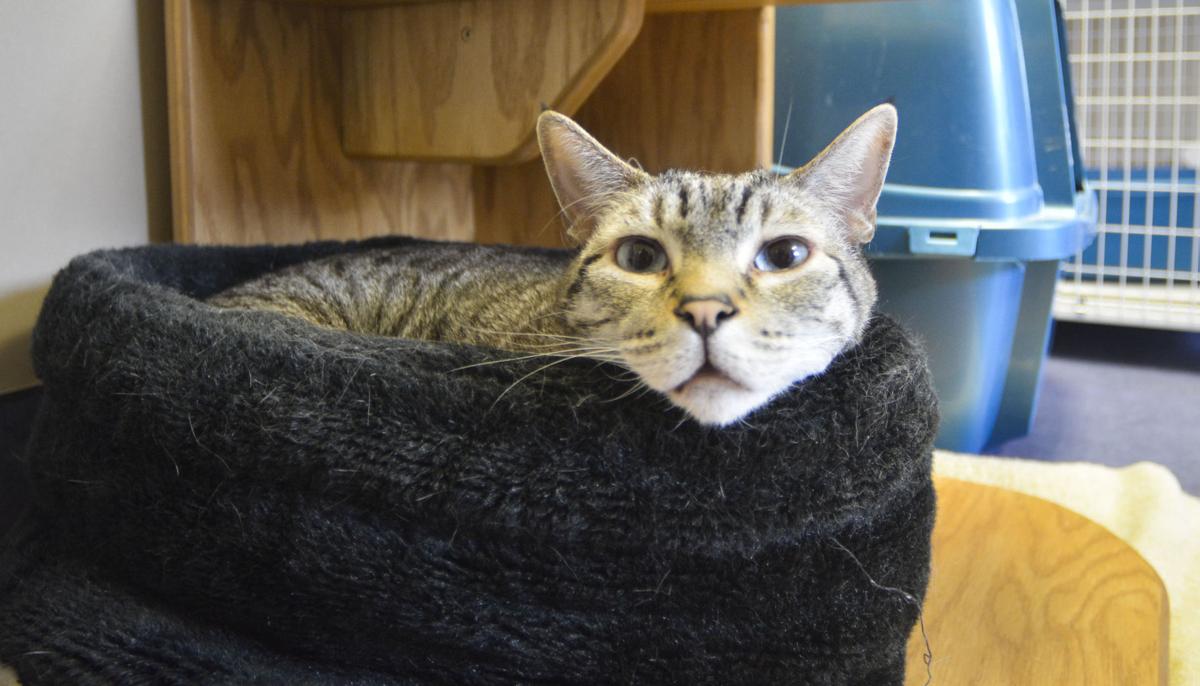 Lompoc Animal Shelter Reaches No Kill Threshold Local News Lompocrecord Com