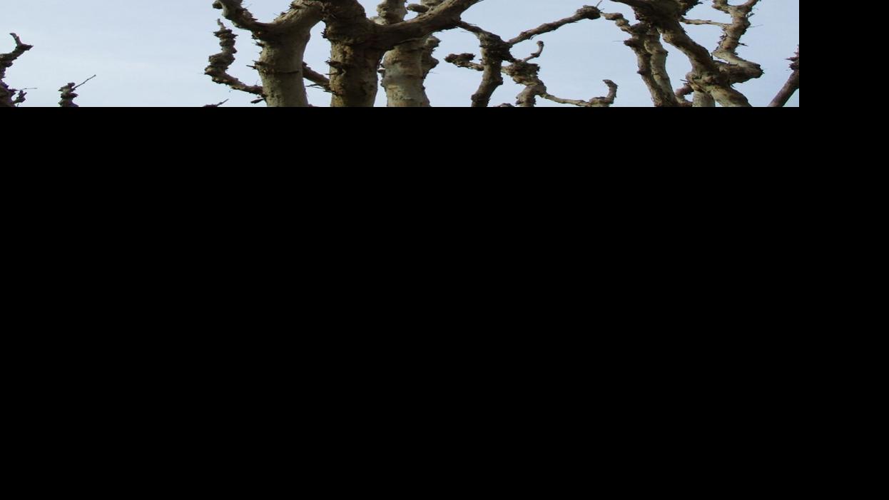 Tony Tomeo: Coppicing and pollarding annoy arborists | Property & Backyard