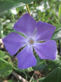 Tony Tomeo: Wildflowers are flowers gone wild