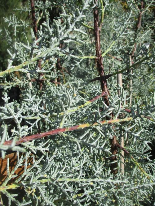 Arizona cypress