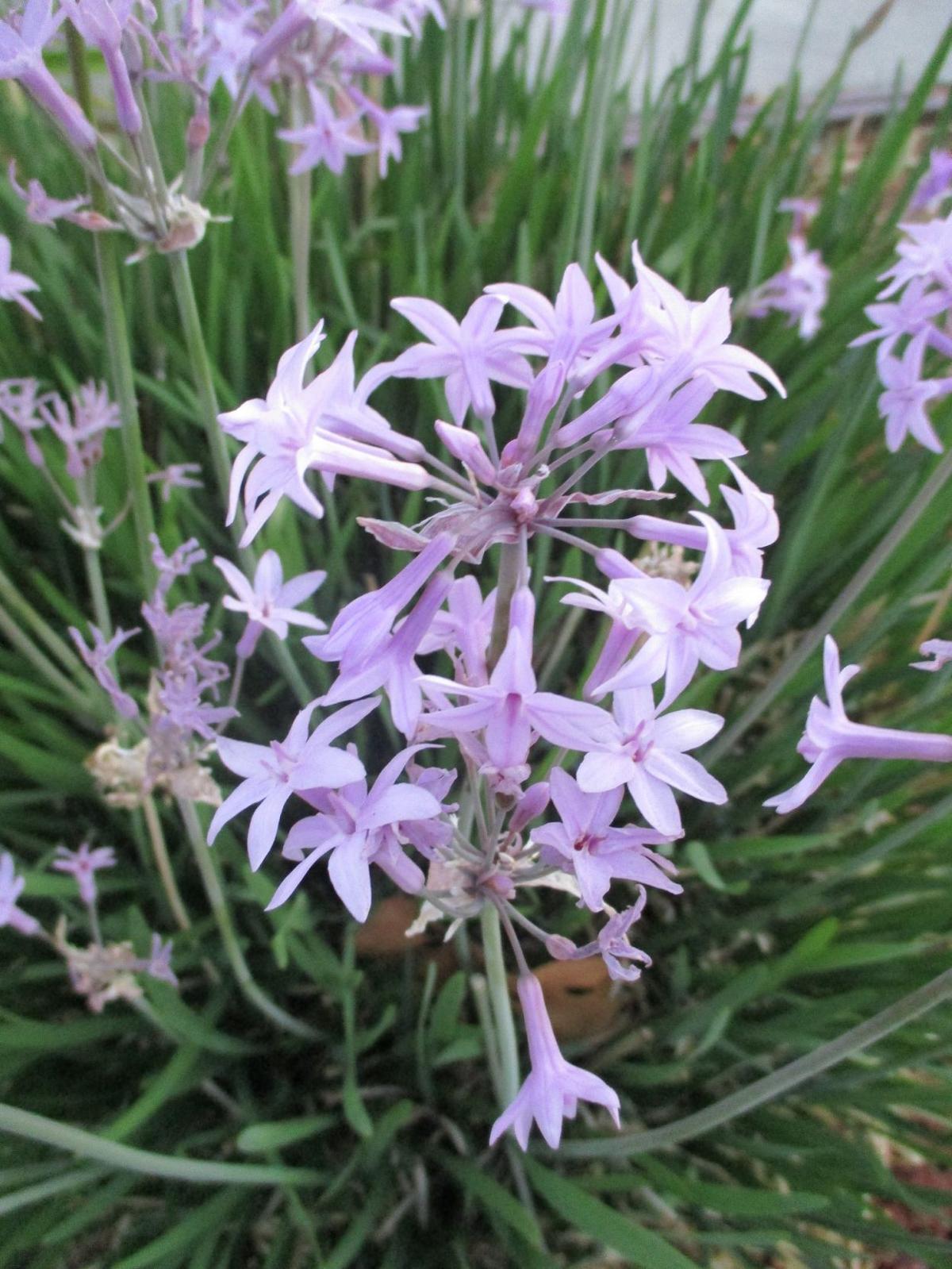 Highlight Society garlic Home and Garden