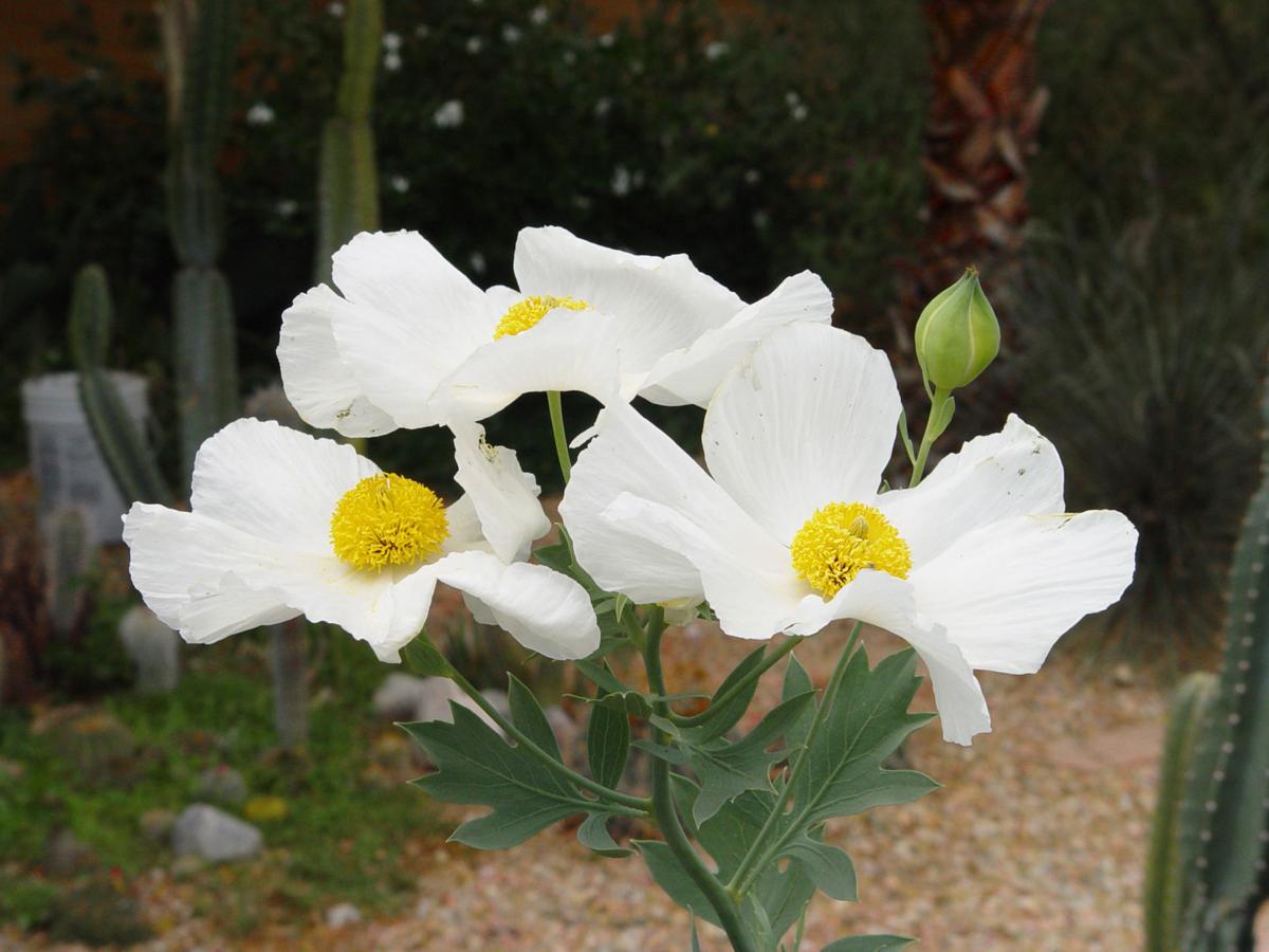 Yardsmart Matilija poppy, queen of California flowers Lifestyles