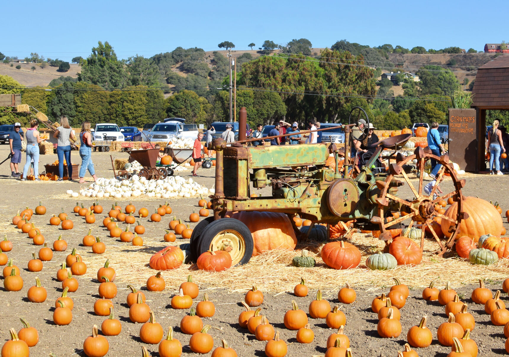 Photos: Solvang Farmer Pumpkin Patch Open On Alamo Pintado Road ...