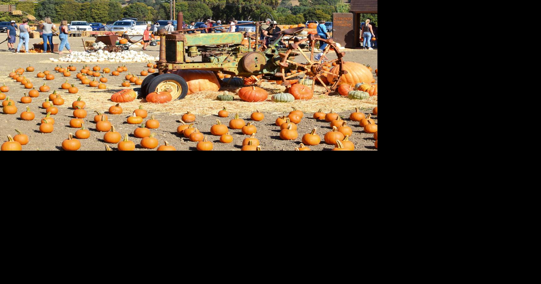 Photos Solvang Farmer Pumpkin Patch open on Alamo Pintado Road