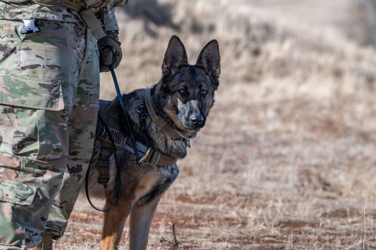 Sofi, 9th Security Forces Squadron military working dog