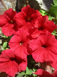 Tony Tomeo: Deadhead to promote continued bloom