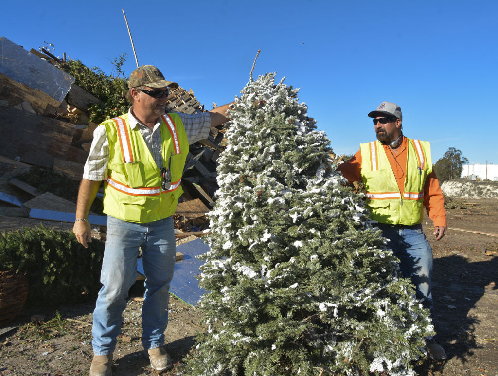 Lompoc offering free Christmas tree collection service Local News