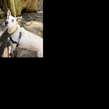 CAPA Pet of the Week: Princess