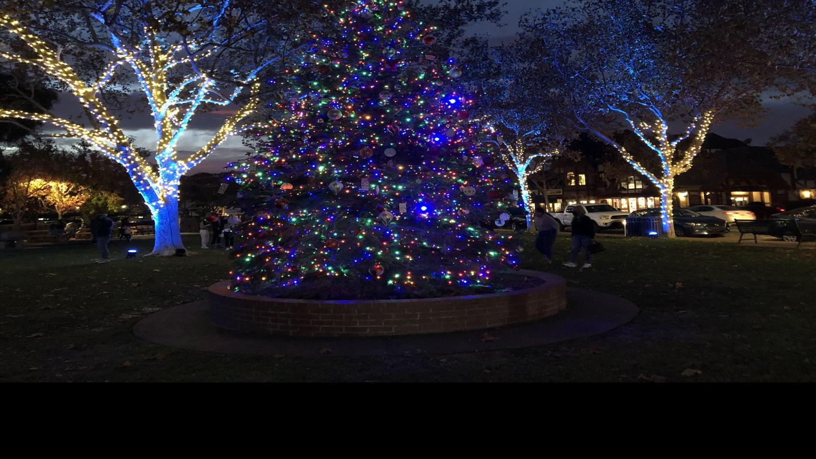 Buellton Ca Christmas 2022 Solvang's Christmas Tree Thrives One Year Later | Local News |  Lompocrecord.com