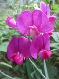 Tony Tomeo: Perennial plants perform for years