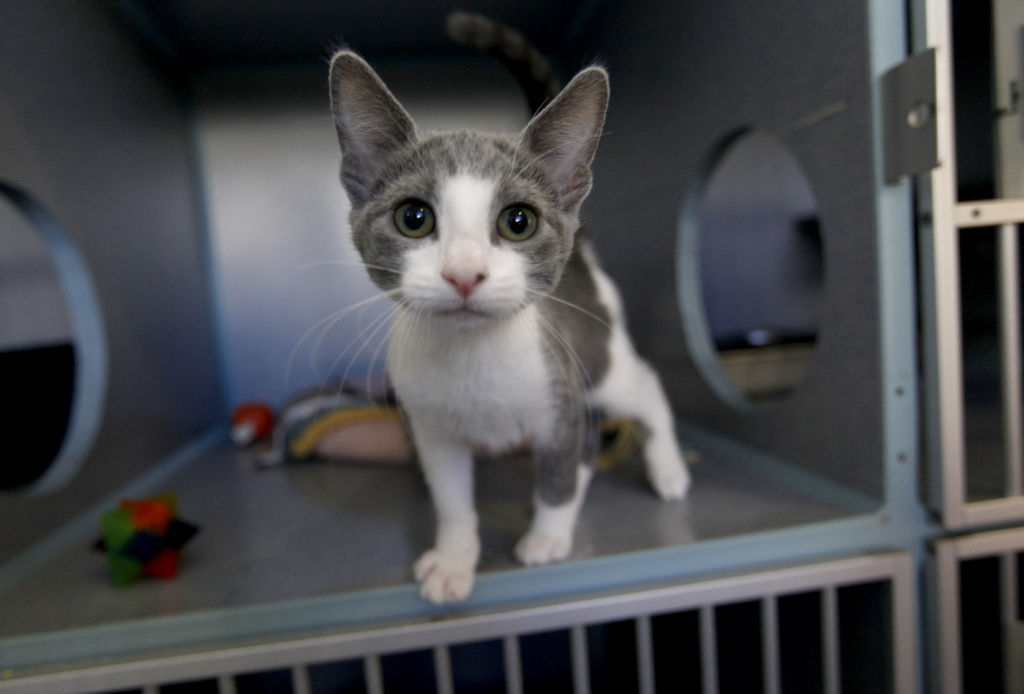 Cats free to good homes in 3rdannual Certified PreOwned Cat Sale