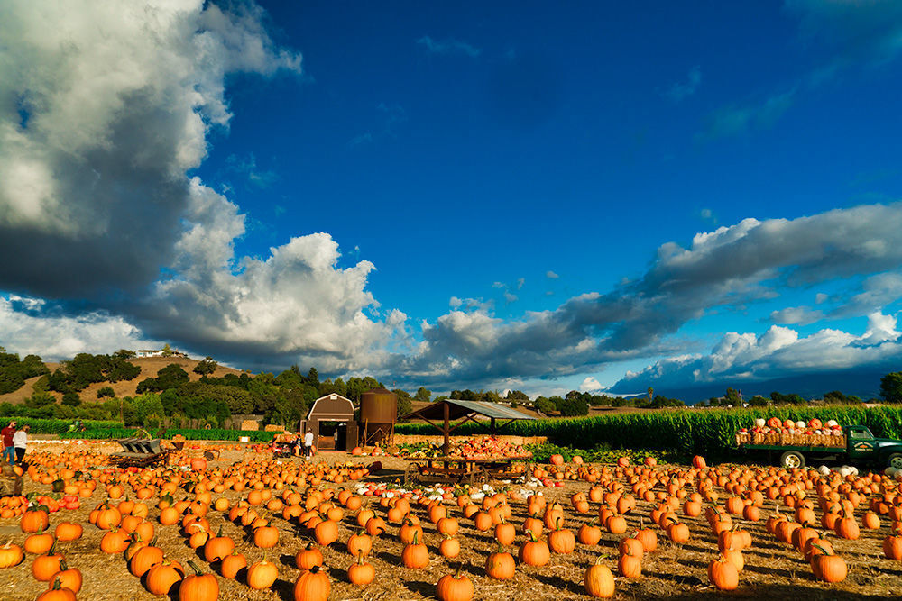 buellton pumpkin patch