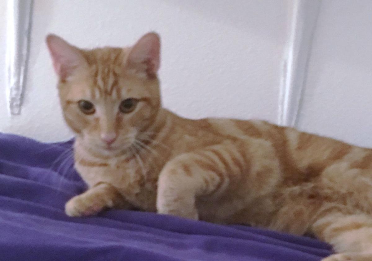 VIVA Pet of the Week -- Nacho