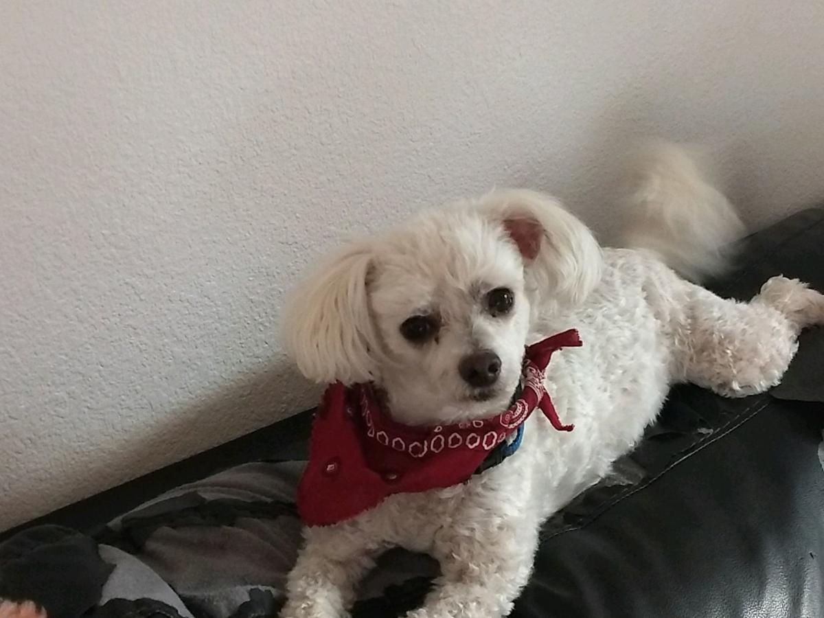 VIVA Pet of the Week -- Chewie