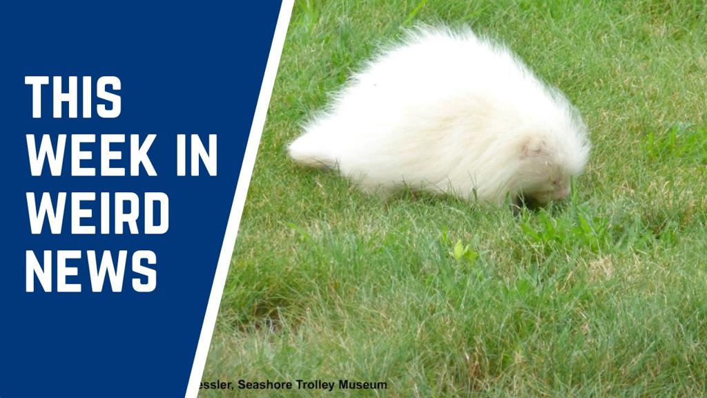 A mysterious ball of white fluff identified as a rare albino porcupine