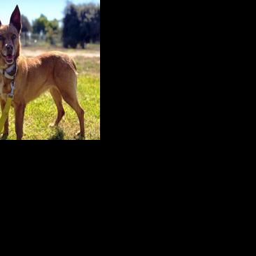 CAPA Pet of the Week: Dancer