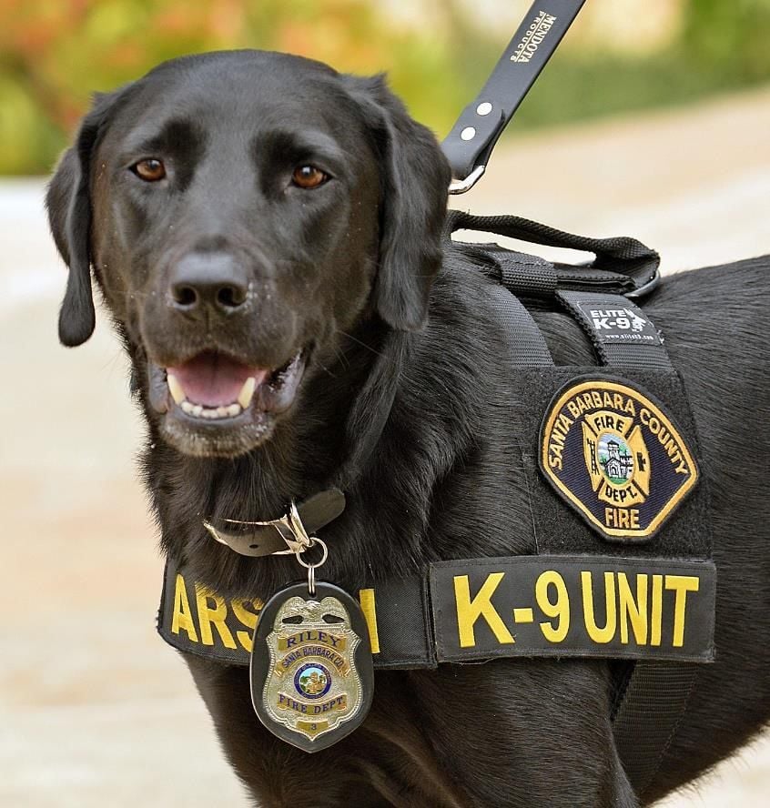 Santa Barbara County arson dog Riley dies from tumor ...