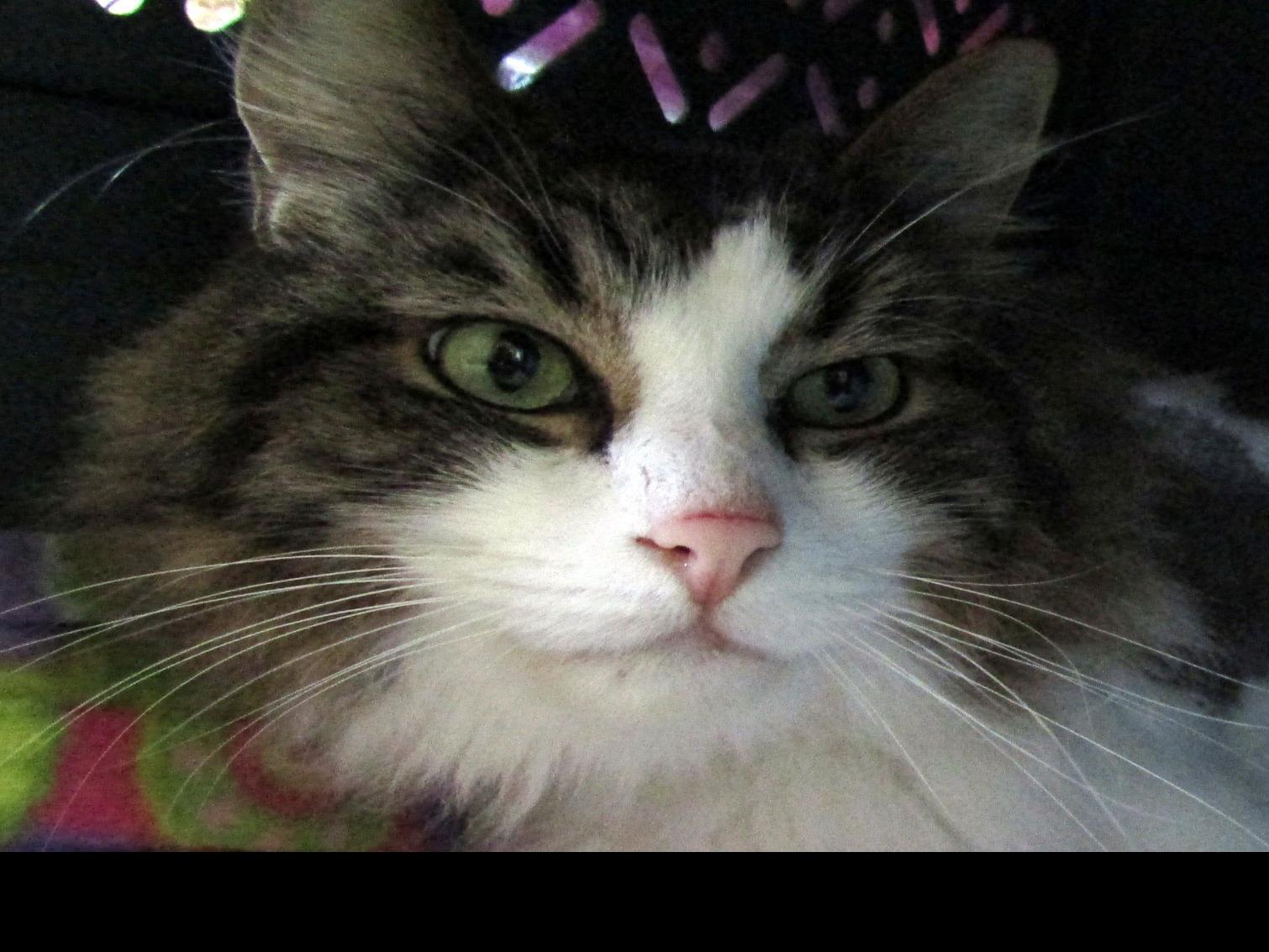 Smvhs Pet Of The Week Lyon Lompocrecord Com Fluffy was born to simba and nala. lompoc record