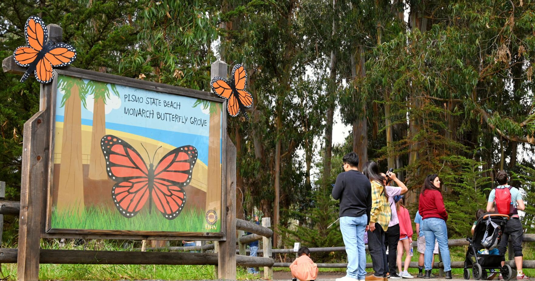 Crowds visit monarchs at Pismo Beach grove; annual count shows numbers slightly lower than 2023 - Vimarsana News