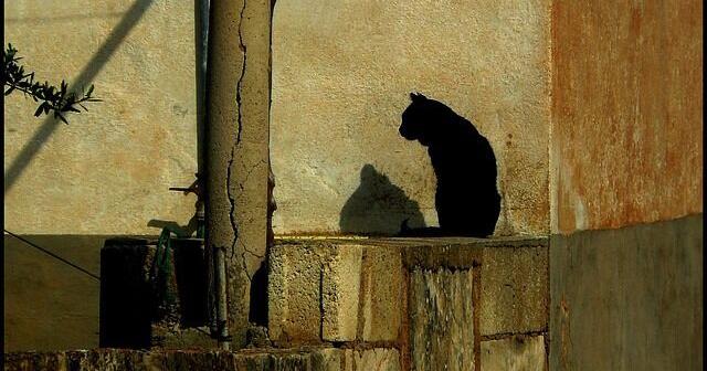 A cat's life, or not | Gene Lyons - Vimarsana News