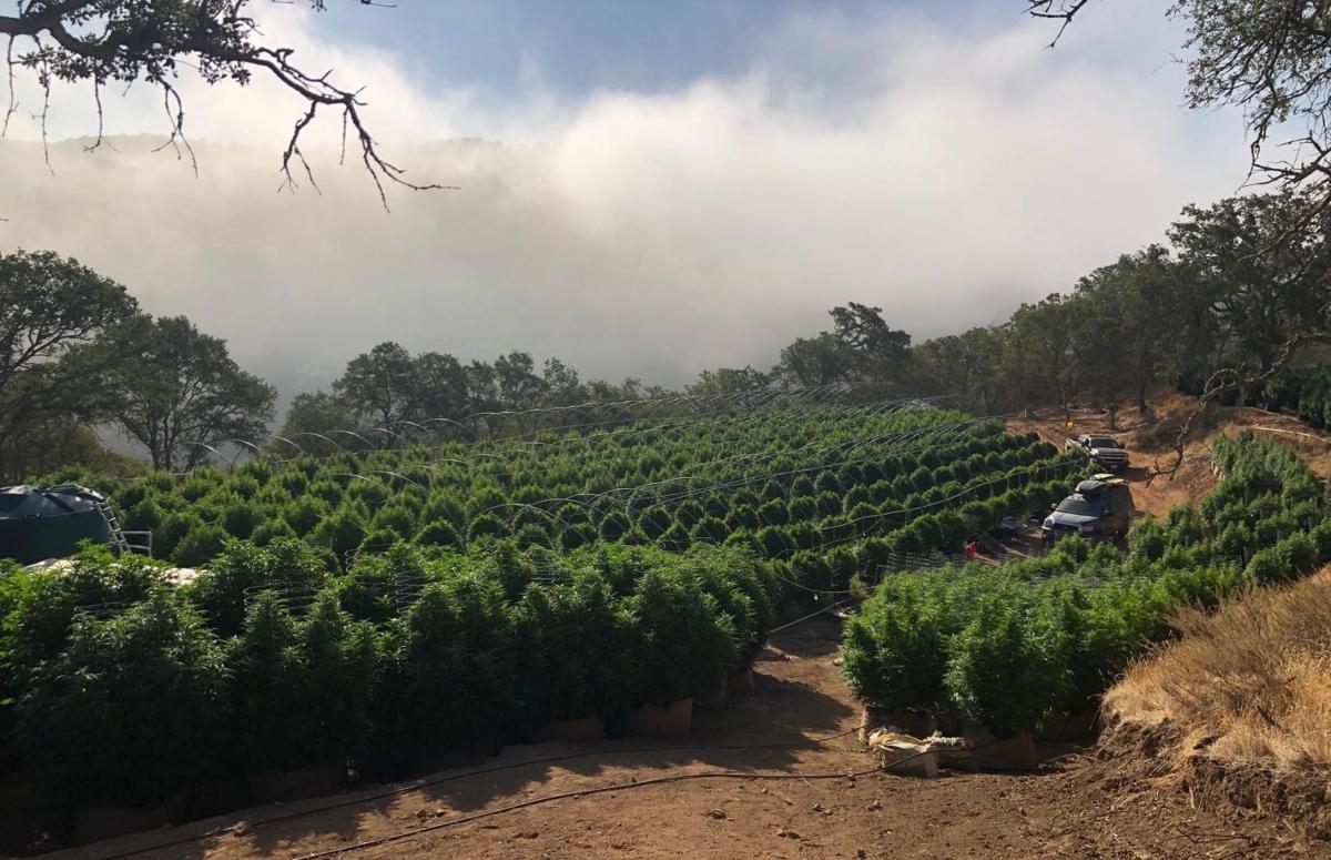 Tepusquet illegal grow