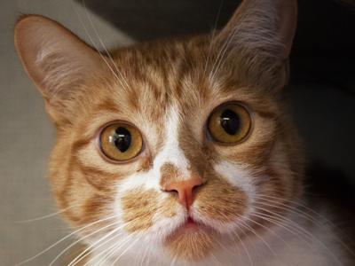 CAPA Pet of the Week -- Yoda