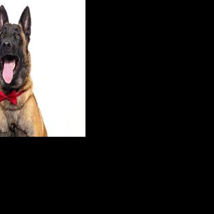 CAPA Pet of the Week: Seo
