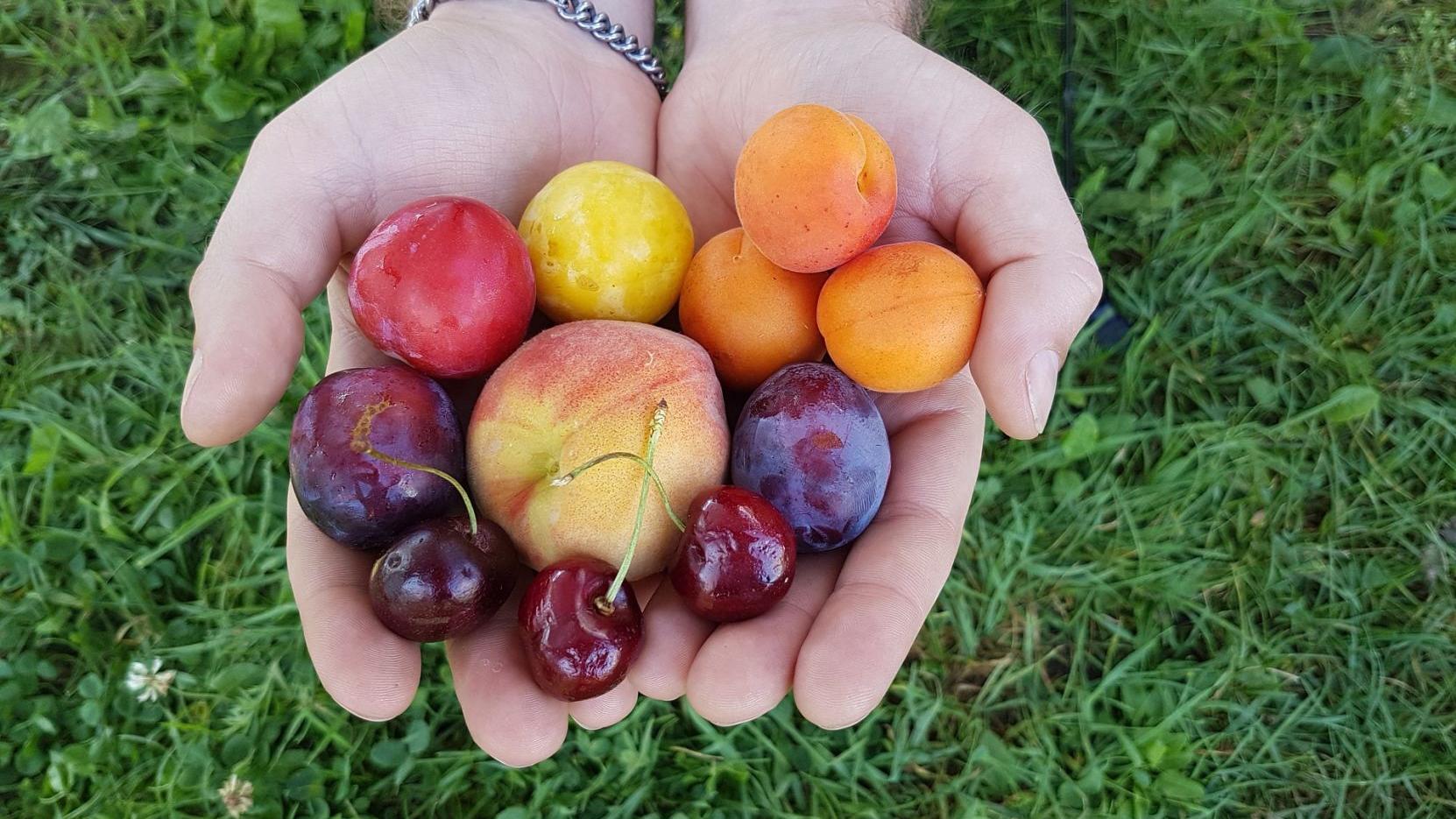 Ag at Large: Pluots combine fruit features - Vimarsana News