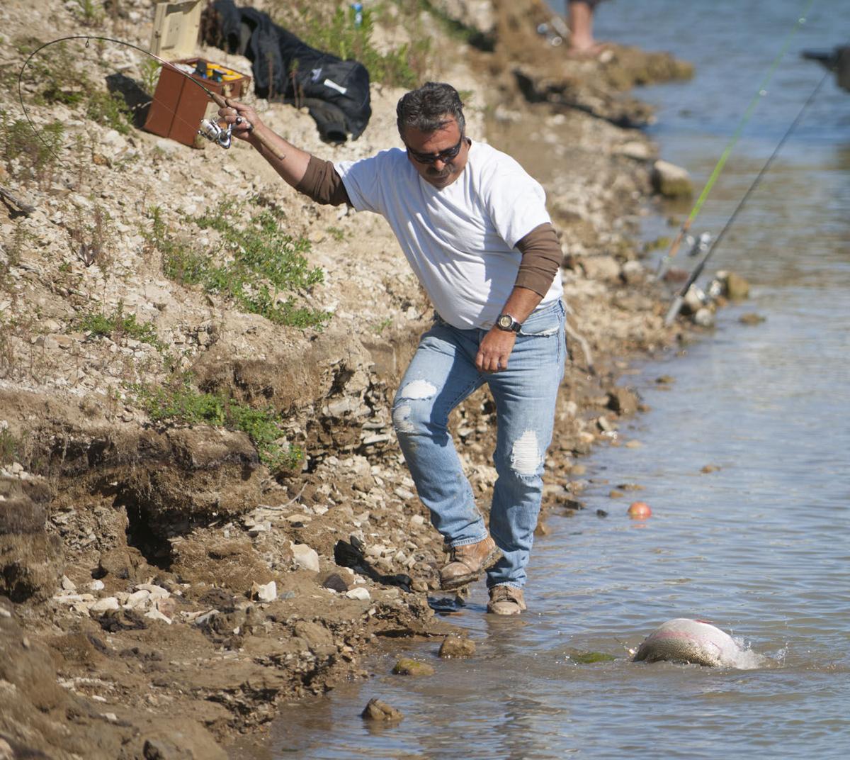 GALLERY Cachuma Lake trout plant Local News
