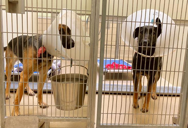 Photos: Santa Maria Animal Shelter welcomes dogs displaced by recent Texas storms | Local News Photos: Santa Maria Animal Shelter welcomes dogs displaced by recent Texas storms | Local News