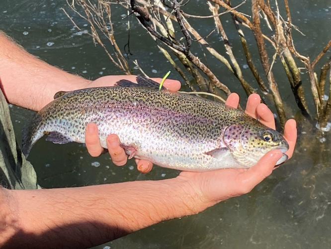 Cachuma Lake stocked with rainbow trout ahead of this weekend's fish