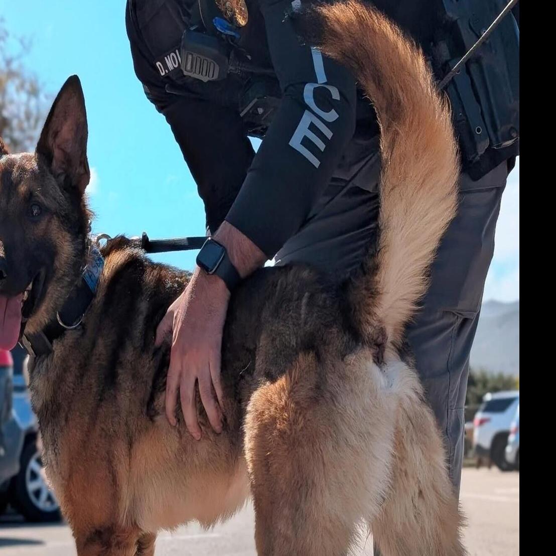Why German Shepherd Police Dog: Ultimate Protector & Loyal Hero
