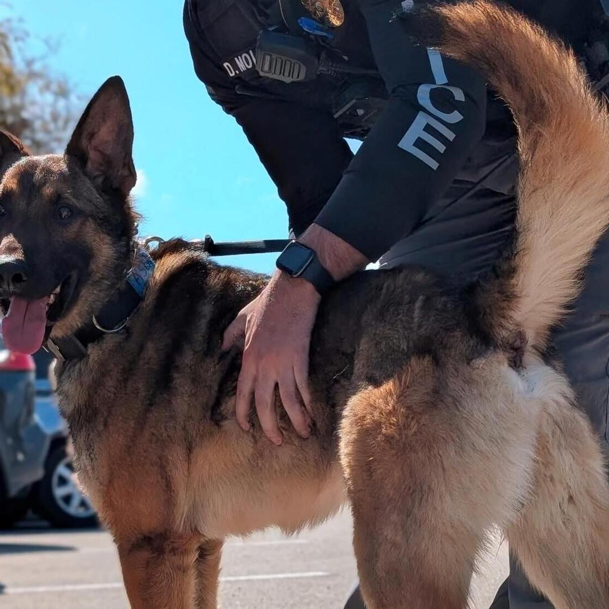 Why German Shepherd Police Dog: Ultimate Protector & Loyal Hero