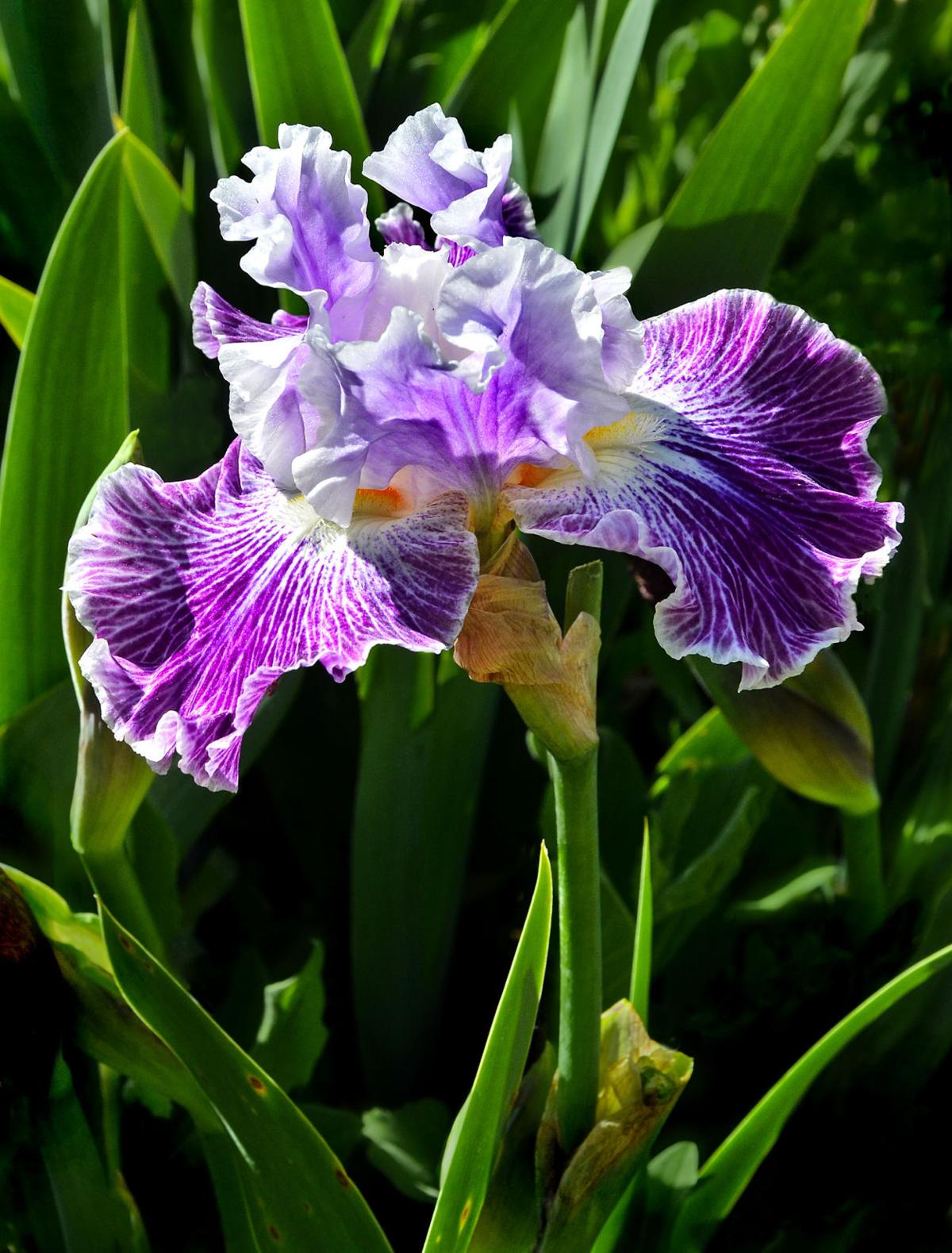 Annual Iris Show to return to Lompoc Library | Local News ...