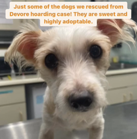 SYV Humane/DAWG help rescue over 40 dogs in hoarding case | News ...