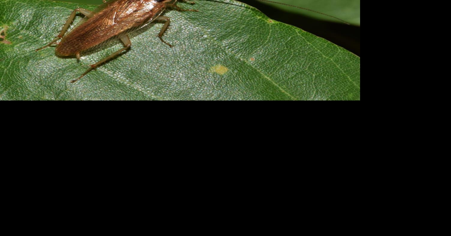 Hints from Heloise: Roach riddance | | lompocrecord.com