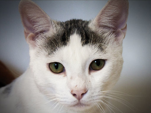 080420 Pet of the Week