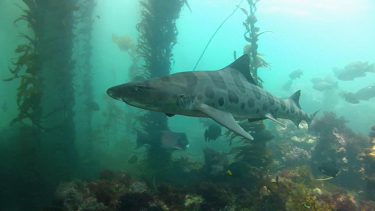 Leopard shark.jpg