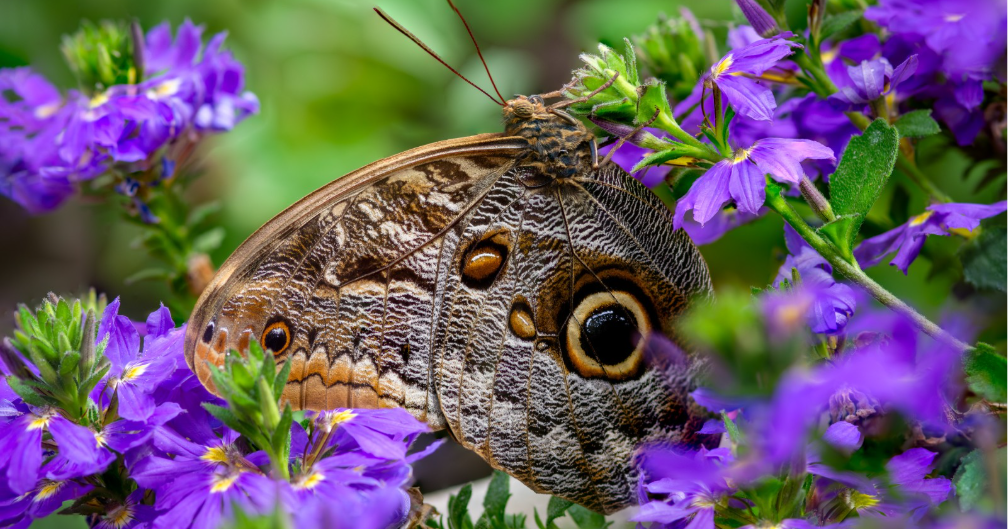 Costa Rican butterflies return to Santa Barbara for summer magic
