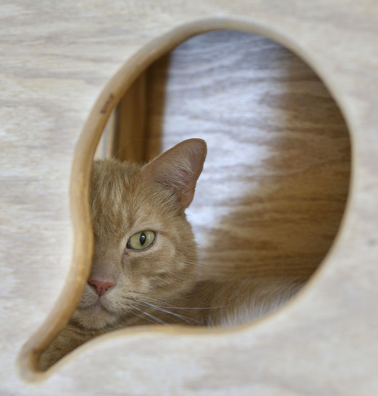 Cats free to good homes in 3rdannual Certified PreOwned Cat Sale