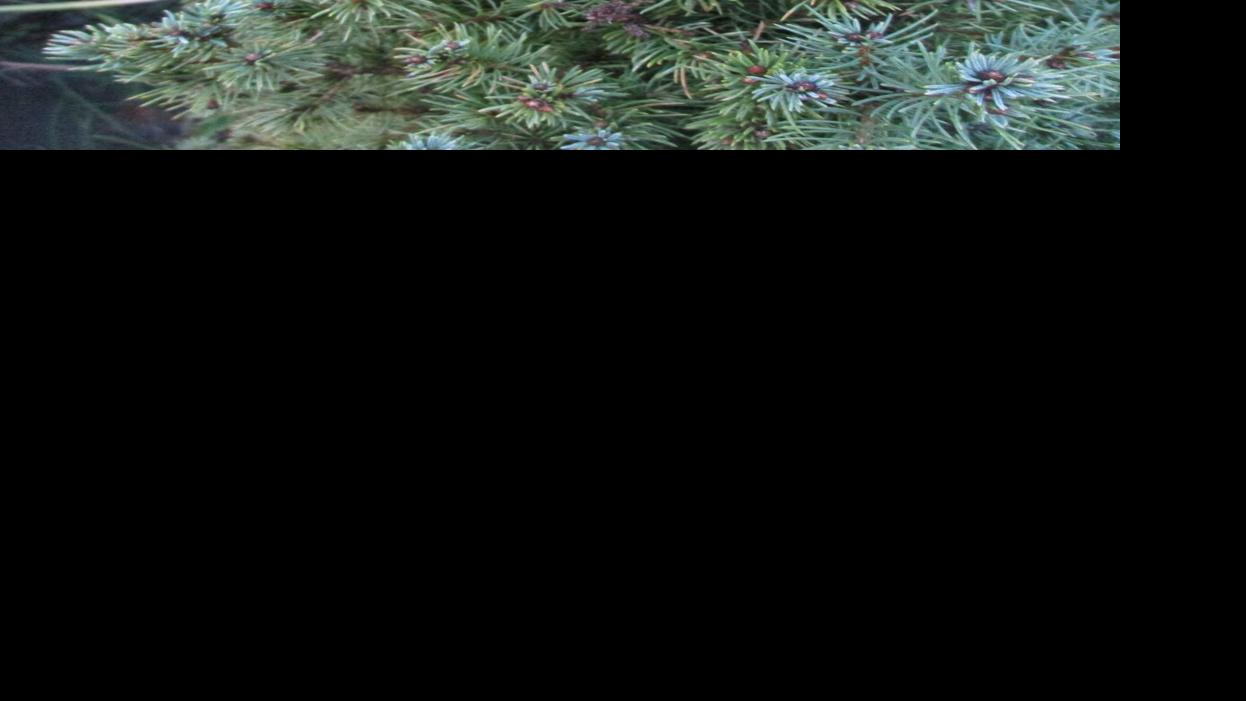 Tony Tomeo: Pot crops commonly burn off out | Home & Yard
