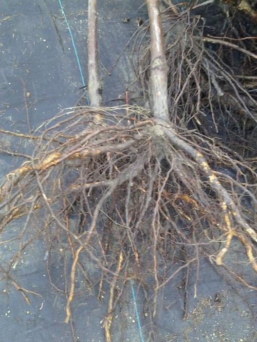Bare Plants With Bare Roots Columnists Lompocrecord Com
